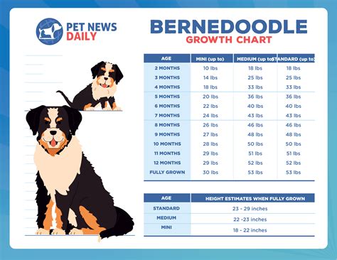 How Big Will My Bernedoodle Get: Size & Growth Chart